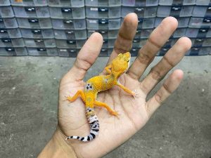 B-499 | HYPO TANGERINE POSSIBLE HET. TREMPER - INCUB. BETINA