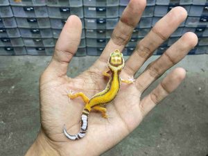 B-501 | ALBINO TREMPER STRIPE - INCUB. BETINA