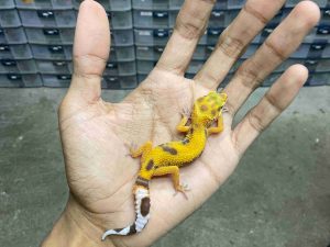 B-502 | ALBINO TREMPER JUNGLE - INCUB. BETINA