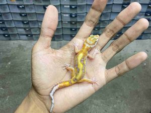 B-503 | ALBINO TREMPER RED STRIPE POSSIBLE WHITE & YELLOW - INCUB. JANTAN