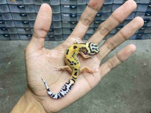 B-551 | JUNGLE TANGERINE POSSIBLE HET. TREMPER - INCUB. JANTAN