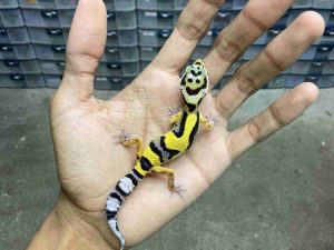 B-504 | BOLD JUNGLE HET. TREMPER - INCUB. BETINA