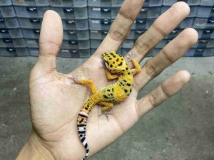 B-505 | HYPO TANGERINE POSSIBLE HET. TREMPER - INCUB. BETINA