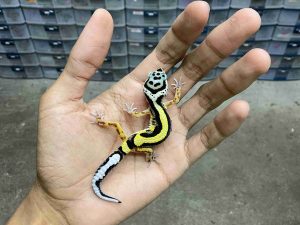 B-506 | BOLD STRIPE POSSIBLE HET. TREMPER - INCUB. JANTAN