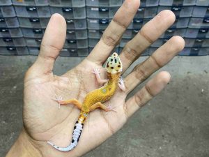 B-508 | PATTY STRIPE HET. TREMPER - INCUB. BETINA