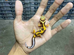 B-509 | ALBINO TREMPER JUNGLE - INCUB. JANTAN