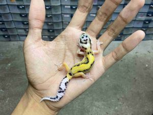 B-510 | BOLD STRIPE POSSIBLE HET. TREMPER - INCUB. JANTAN