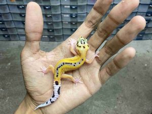 B-511 | ECLIPSE REVERSE STRIPE POSSIBLE HET. TREMPER - INCUB. JANTAN