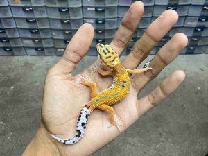 B-512 | JUNGLE TANGERINE POSSIBLE HET. TREMPER - INCUB. BETINA