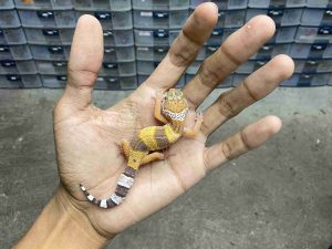 B-513 | HYPO ALBINO TREMPER - INCUB. BETINA