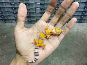 B-514 | ALBINO TREMPER - INCUB. BETINA