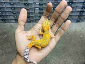 B-515 | JUNGLE TANGERINE POSSIBLE HET. TREMPER - INCUB. JANTAN