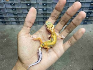B-516 | EMERINE RED STRIPE POSSIBLE HET. TREMPER - INCUB. JANTAN