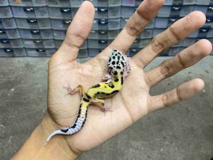 B-517 | JUNGLE POSSIBLE HET. TREMPER - INCUB. JANTAN
