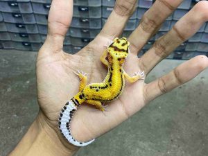 B-518 | TANGERINE BOLD STRIPE POSSIBLE HET. TREMPER - INCUB. BETINA