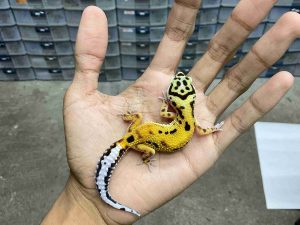 B-519 | TANGERINE POSSIBLE HET. TREMPER - INCUB. BETINA