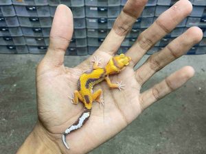 B-520 | ALBINO TREMPER JUNGLE - INCUB. BETINA