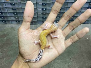 B-521 | ALBINO RAPTOR - INCUB. BETINA
