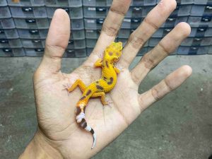 B-522 | ALBINO TREMPER JUNGLE - INCUB. BETINA