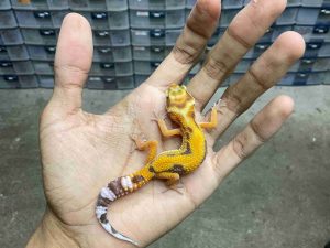 B-523 | ALBINO TREMPER JUNGLE - INCUB. JANTAN