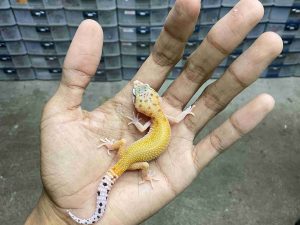 B-524 | ECLIPSE PATTY HET. TREMPER - INCUB. BETINA