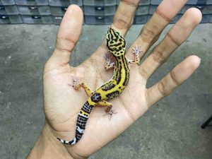 B-525 | TANGERINE BLACK NIGHT HET. TREMPER - INCUB. JANTAN