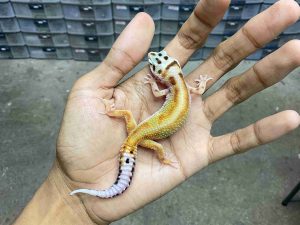 B-526 | PATTY RED STRIPE HET. TREMPER - INCUB. BETINA