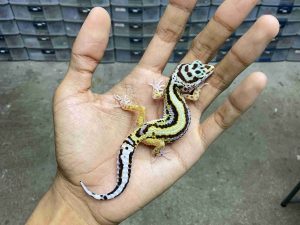 B-527 | BOLD STRIPE HET. TREMPER - INCUB. BETINA