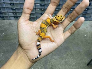 B-528 | TANGERINE ORANGE HET. TREMPER - INCUB. BETINA