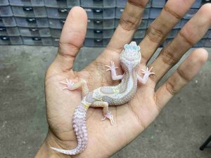 B-529 | ALBINO WHITE & YELLOW MACK SNOW RAPTOR - INCUB. BETINA