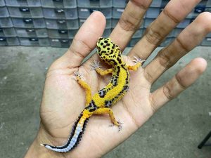 B-530 | JUNGLE STRIPE HET. TREMPER - INCUB. BETINA