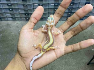 B-531 | ALBINO TREMPER BANDIT BOLD STRIPE - INCUB. BETINA