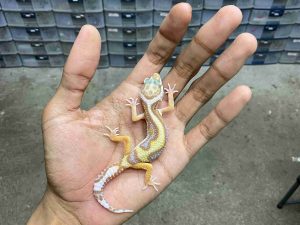 B-532 | ALBINO TREMPER BOLD STRIPE - INCUB. BETINA