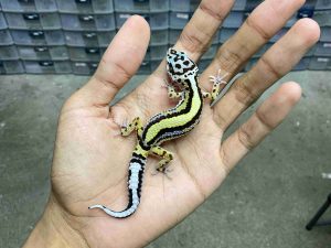 B-533 | BOLD STRIPE AFGHAN BLOOD LINE POSSIBLE HET. TREMPER - INCUB. BETINA