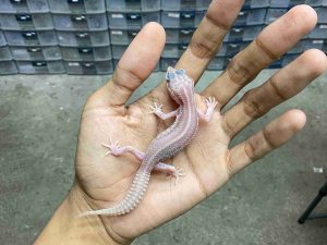 B-534 | ALBINO SUPER SNOW RAPTOR BOLD STRIPE BLACK NIGHT - INCUB. JANTAN
