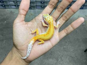 B-535 | ALBINO WHITE & YELLOW RAPTOR RED STRIPE - INCUB. JANTAN