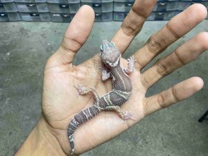 B-536 | ALBINO TREMPER BLACK NIGHT SNOW - INCUB. BETINA