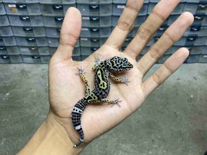B-537 | BLACK NIGHT HET. TREMPER - INCUB. BETINA