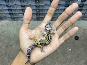 B-538 | BLACK NIGHT HET. TREMPER - INCUB. JANTAN