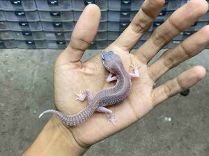 B-539 | SUPER SNOW MURPHY BLACK NIGHT POSSIBLE HET. TREMPER - INCUB. BETINA