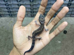 B-541 | BLACK NIGHT HET. BELL - INCUB. BETINA