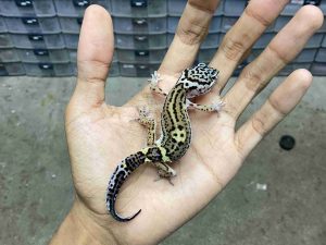 B-542 | BLACK NIGHT POSSIBLE HET. TREMPER - INCUB. JANTAN