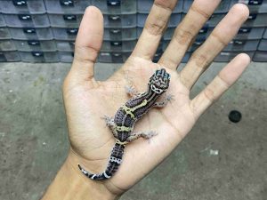 B-543| BLACK NIGHT POSSIBLE HET. TREMPER - INCUB. BETINA (-)