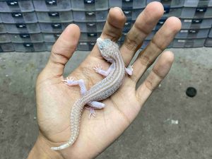 B-546 | ALBINO SUPER SNOW RAPTOR BLACK NIGHT - INCUB. BETINA
