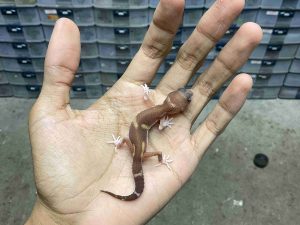 B-547 | ALBINO TREMPER BLACK NIGHT ECLIPSE - INCUB. BETINA