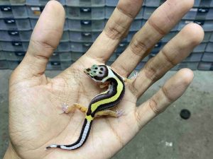 B-549 | BOLD STRIPE MOTIF TEMBUS HET. TREMPER - INCUB. BETINA