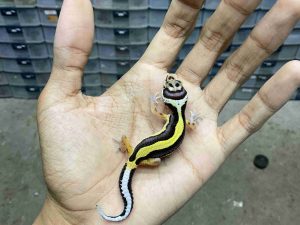 B-550 | BOLD STRIPE MOTIF TEMBUS HET. TREMPER - INCUB. BETINA
