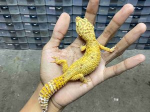 F-326 | ALBINO FIRE TREMPER - BETINA