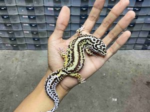 F-328 | BOLD STRIPE TEMBUS POSSIBLE HET. TREMPER - BETINA