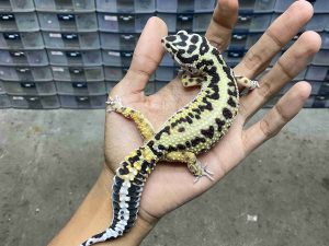 F-329 | BOLD STRIPE AFGHAN BLOOD LINE HET. TREMPER - BETINA